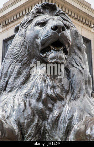 Eines der ikonischen Löwe Skulpturen an der Basis des Nelsons Säule auf dem Trafalgar Square in London, Vereinigtes Königreich. Stockfoto