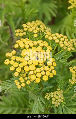 Rainfarn (Tanacetum Vulgare) Stockfoto