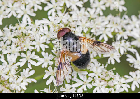 Männliche große Pied Hoverfly (Volucella Pellucens) Stockfoto