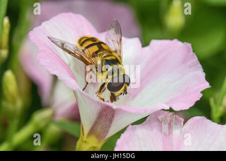 Hoverfly (Myathropa Florea) Fütterung auf Feld Ackerwinde Stockfoto