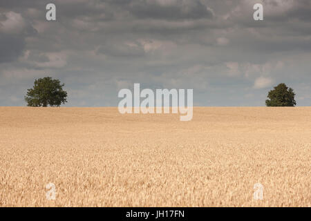 Ein Feld von Weizen. Stockfoto