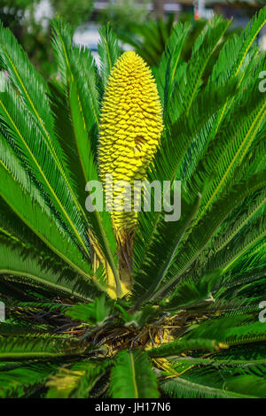 Sago Palme mit gelben Blüten Nahaufnahme Stockfoto
