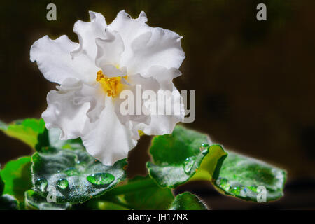 Weiße Blume violett mit Tau fällt Nahaufnahme Stockfoto