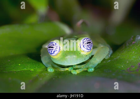 Glass Frosch, "Sachatamia Ilex" Ghost-Costa Rica Stockfoto