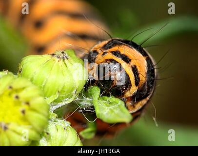 Extreme Nahaufnahme des Kopfes der Europäischen Cinnabar Moth Raupe (Tyria Jacobaeae) Fütterung auf Kreuzkraut Blumen Stockfoto