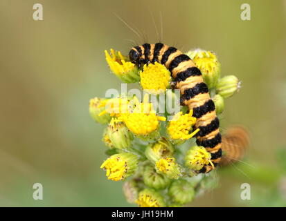 Raupe des Europäischen Cinnabar Moth (Tyria Jacobaeae) Fütterung auf Kreuzkraut Blumen Stockfoto