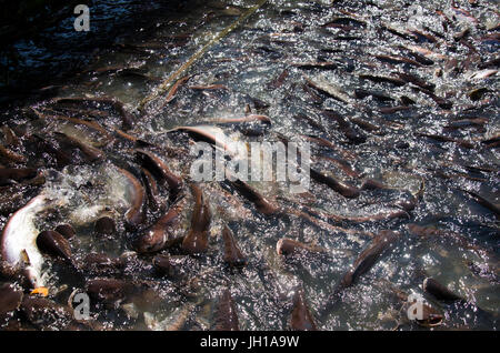 Thais Essen Fütterung zu Fischen im Fluss Chao Phraya am Pier von Wat Phanan Choeng Tempel in Ayutthaya, Thailand Stockfoto