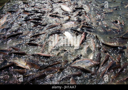 Thais Essen Fütterung zu Fischen im Fluss Chao Phraya am Pier von Wat Phanan Choeng Tempel in Ayutthaya, Thailand Stockfoto