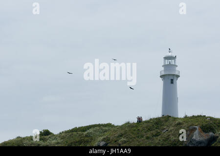 Leichte Schale, Ilha Do Mel, Paraná, Brasilien Stockfoto