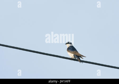 Vogel, Schwalbe-blau-weiß, Ilha do Mel, Encantadas, Paraná, Brasilien Stockfoto