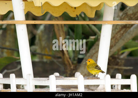 Vogel, Canario-da-Terra, Ilha Do Mel, Encantadas, Paraná, Brasilien Stockfoto