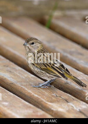 Vogel, Canario-da-Terra, Ilha Do Mel, Encantadas, Paraná, Brasilien Stockfoto