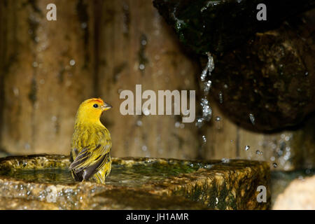 Vogel, Canario-da-Terra, Ilha Do Mel, Encantadas, Paraná, Brasilien Stockfoto