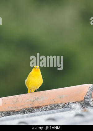 Vogel, Canario-da-Terra, Ilha Do Mel, Encantadas, Paraná, Brasilien Stockfoto