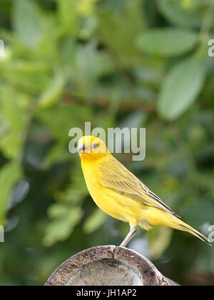 Vogel, Canario-da-Terra, Ilha Do Mel, Encantadas, Paraná, Brasilien Stockfoto