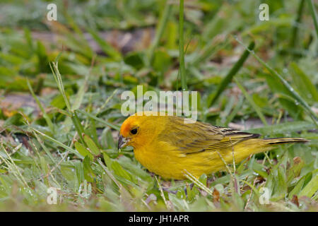 Vogel, Canario-da-Terra, Ilha Do Mel, Encantadas, Paraná, Brasilien Stockfoto