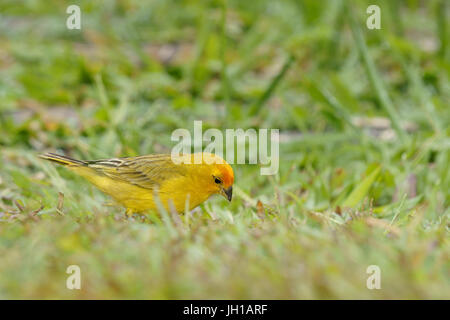 Vogel, Canario-da-Terra, Ilha Do Mel, Encantadas, Paraná, Brasilien Stockfoto