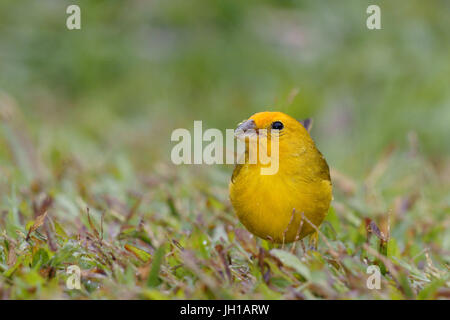Vogel, Canario-da-Terra, Ilha Do Mel, Encantadas, Paraná, Brasilien Stockfoto