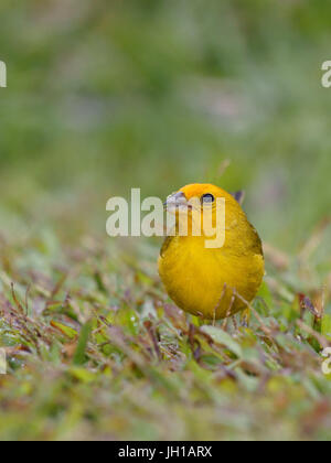 Vogel, Canario-da-Terra, Ilha Do Mel, Encantadas, Paraná, Brasilien Stockfoto