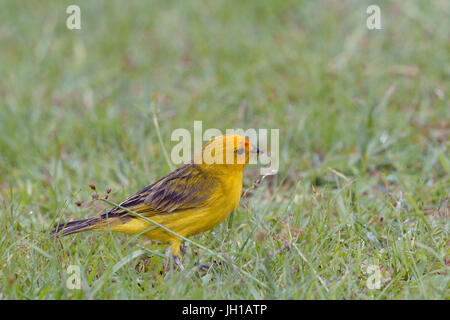 Vogel, Canario-da-Terra, Ilha Do Mel, Encantadas, Paraná, Brasilien Stockfoto