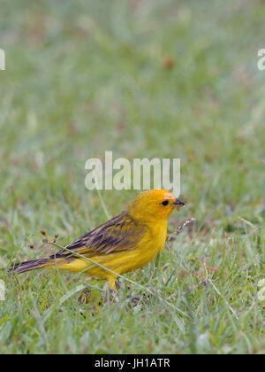 Vogel, Canario-da-Terra, Ilha Do Mel, Encantadas, Paraná, Brasilien Stockfoto