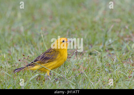 Vogel, Canario-da-Terra, Ilha Do Mel, Encantadas, Paraná, Brasilien Stockfoto