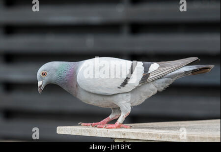 Ganzkörper-Sport racing Taube Vogel stehend auf home loft Stockfoto