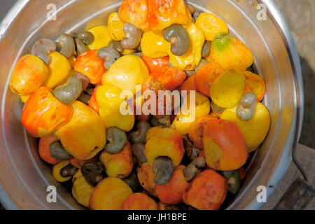 Obst, Cashew, Rio Preguiças, Mandacaru, Maranhão Brasil Stockfoto