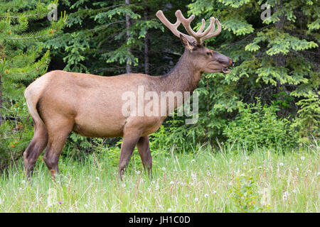 Ein Mann (Stier) Elche (Cervus Canadensis)) entlang des Icefields Parkway (Highway 93) im Jasper Nationalpark, Alberta, Kanada Stockfoto