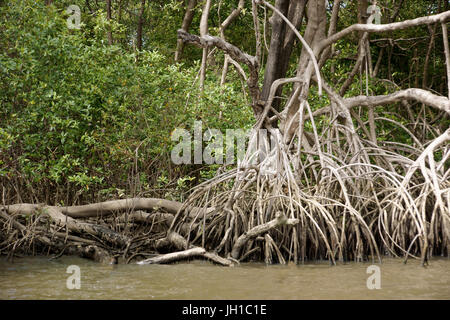 Rio Preguiças, Vassouras, Maranhão, Brasilien Stockfoto