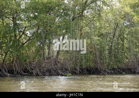 Rio Preguiças, Vassouras, Maranhão, Brasilien Stockfoto