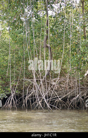 Rio Preguiças, Vassouras, Maranhão, Brasilien Stockfoto