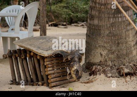 Schädel-Schildkröte, Rio Preguiças, Vassouras, Maranhão, Brasilien Stockfoto