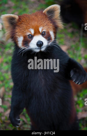 Der rote Panda Ailurus Fulgens, auch bekannt als kleinere Panda und Red Cat-Bär, ist eine kleine arboreal Säugetier, die ursprünglich aus dem östlichen Himalaya und Süd-übergehende Stockfoto