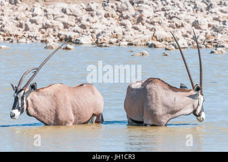 Zwei Oryx-Bullen, auch genannt Gemsbock, eins mit einem deformierten Horn in einem Wasserloch im Norden Namibias Stockfoto