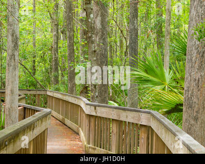 Boardwalk durch den Wald Stockfoto