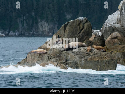 Unter einer Herde von schlafen Seelöwen zeigt eine Seelöwen-Kuh ein Flipper auf den Himmel. Stockfoto