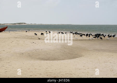 Vogel, Möwe-Kopf-Asche, Geier-Kopf-schwarz, Lençois, Atins, Maranhão, Brasilien Stockfoto