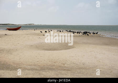 Vogel, Möwe-Kopf-Asche, Geier-Kopf-schwarz, Lençois, Atins, Maranhão, Brasilien Stockfoto