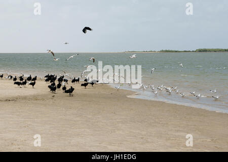 Vogel, Möwe-Kopf-Asche, Geier-Kopf-schwarz, Lençois, Atins, Maranhão, Brasilien Stockfoto