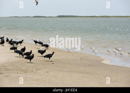 Vogel, Möwe-Kopf-Asche, Geier-Kopf-schwarz, Lençois, Atins, Maranhão, Brasilien Stockfoto