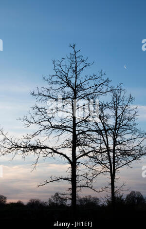 Silhouette Bäume vor teilweise bewölkter Himmel Hintergrund mit Crescent Moon-Menomonee River Parkway Stockfoto