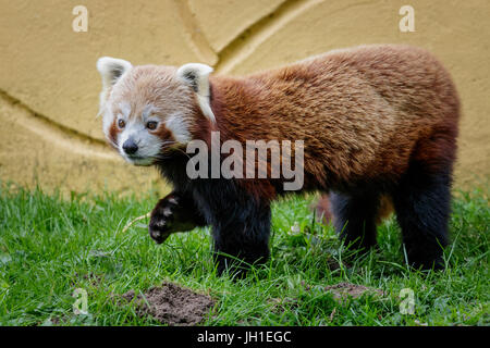 Roter Panda Stockfoto