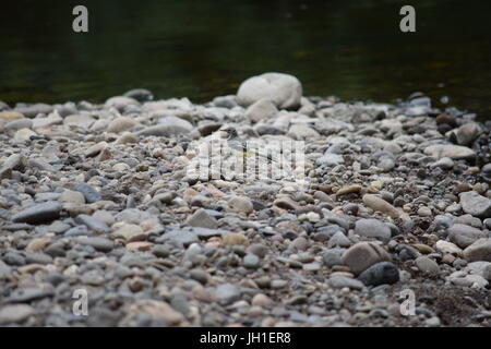 Gebirgsstelze am Wasser Stockfoto