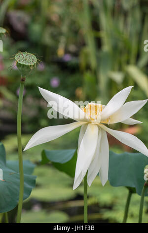 Lotus: Nelumbo Nucifera "Soaring Golden Phoenix" Stockfoto