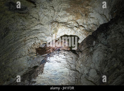 Fettschwalm: Steatornis Caripensis. Nest in der Höhle. Trinidad. Stockfoto