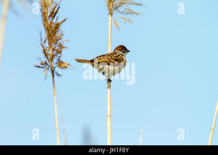 Bild von einem Tier Vögelchen eines Sperlings auf einen Stock Stockfoto