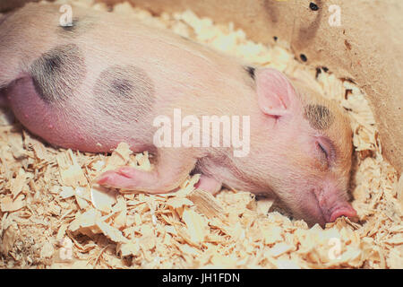 Schweinchen im Sägemehl schlafen Stockfoto