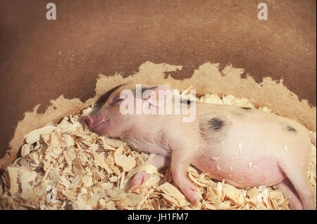 Schweinchen im Sägemehl schlafen Stockfoto