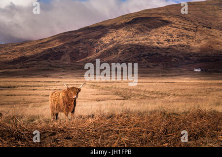 Highland-Kuh mit Hügel und kleine weiße Häuschen im Hintergrund auf der Isle of Mull, Schottland, UK Stockfoto